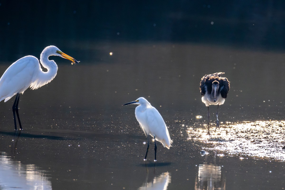 White Ibis - ML641810167