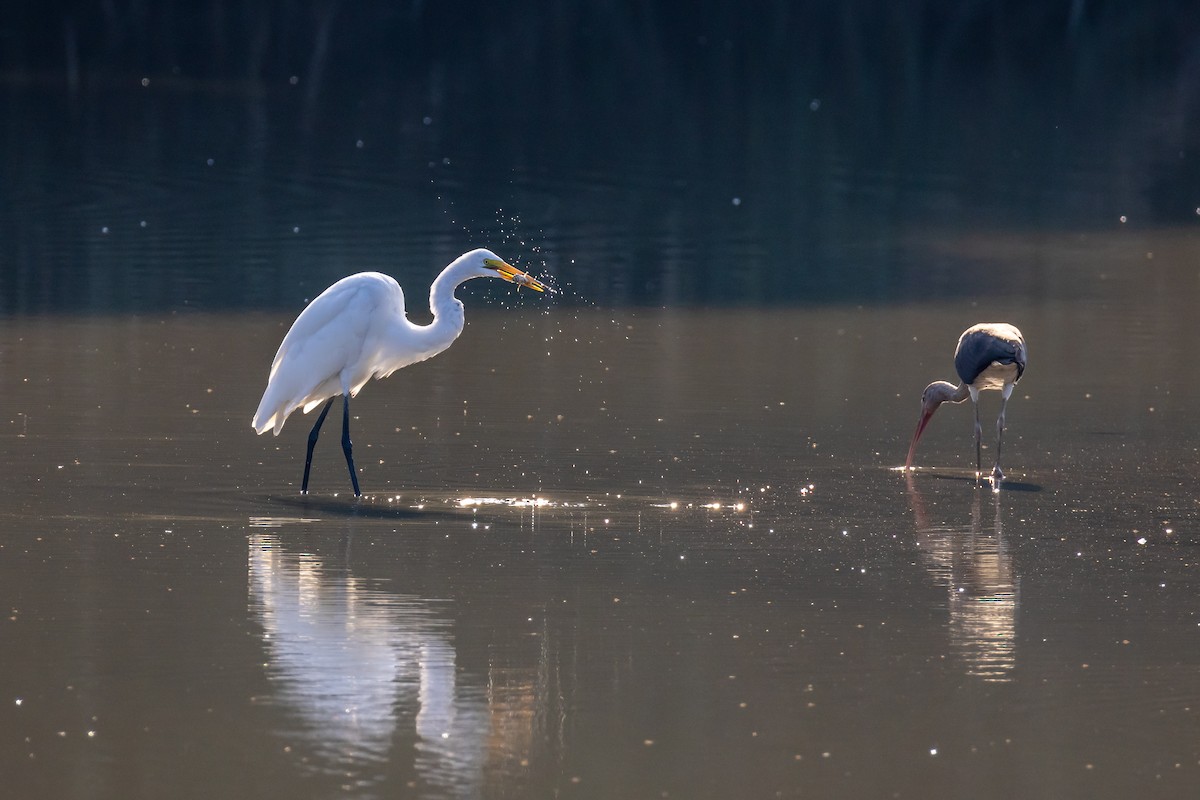 White Ibis - ML641810216