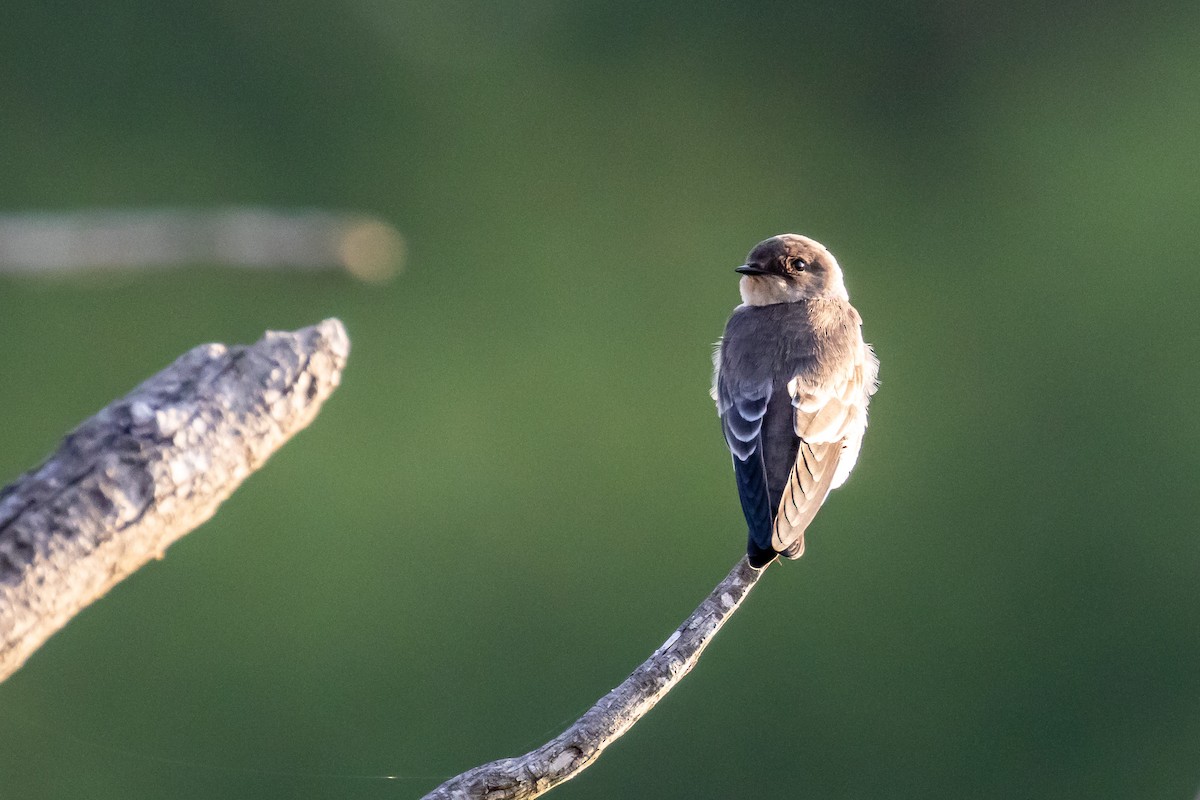 Northern Rough-winged Swallow - ML641810245