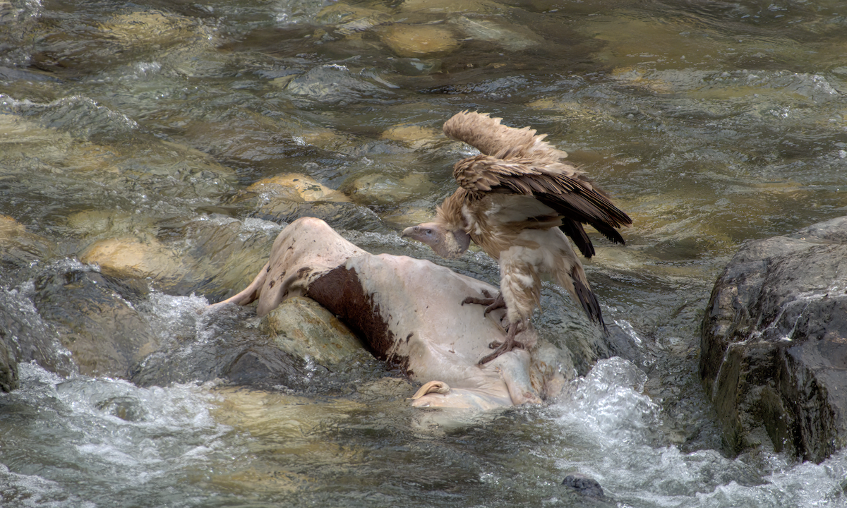 sup himálajský - ML641810259