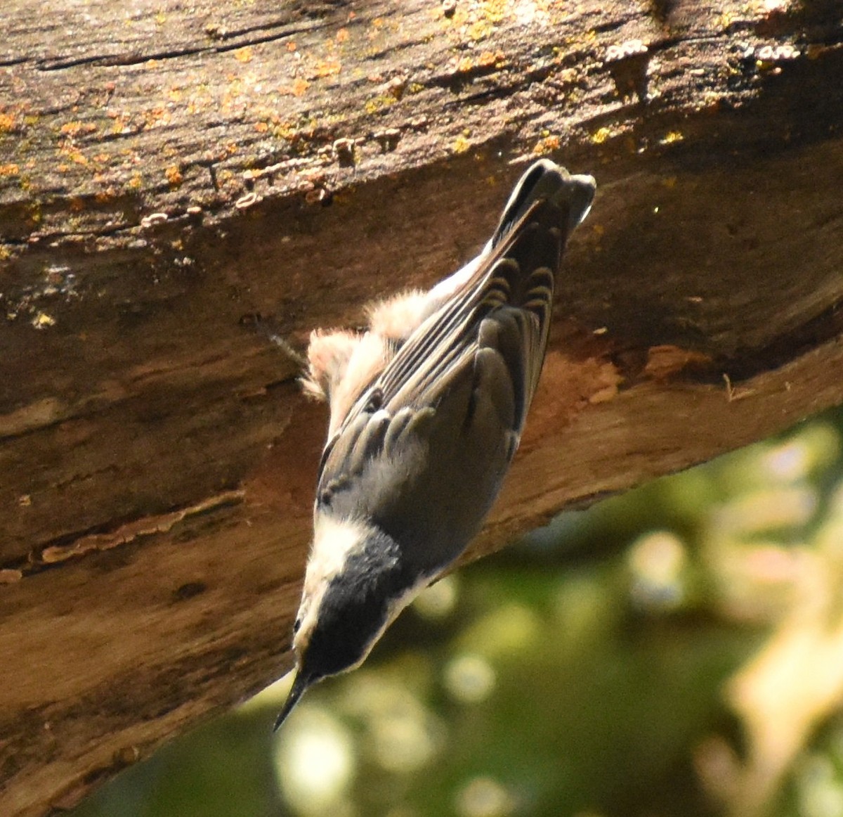 White-breasted Nuthatch - ML641810269