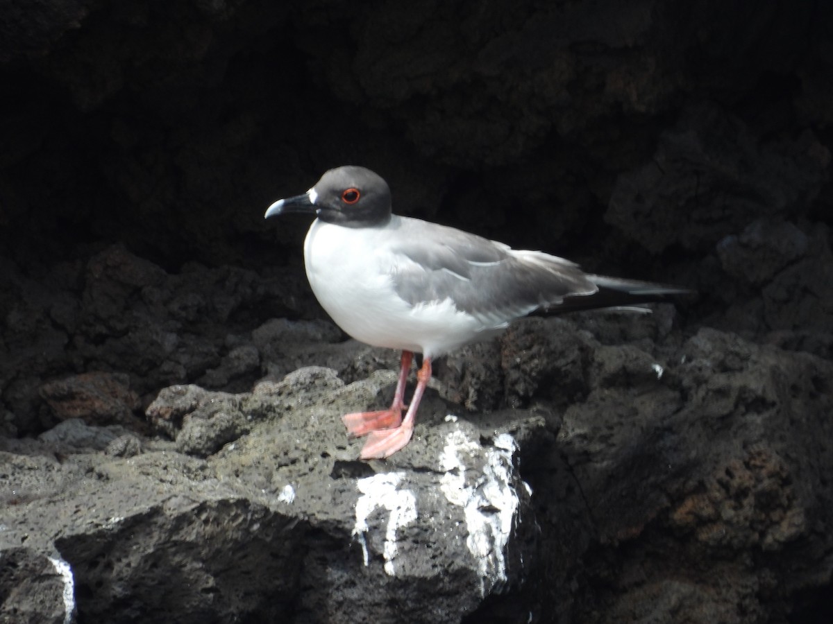Swallow-tailed Gull - ML641810299