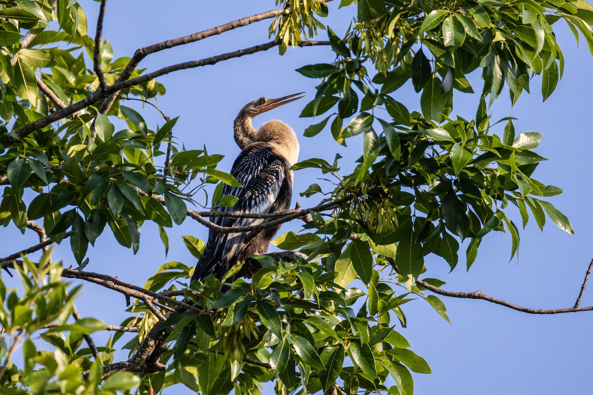 Anhinga - ML641810333