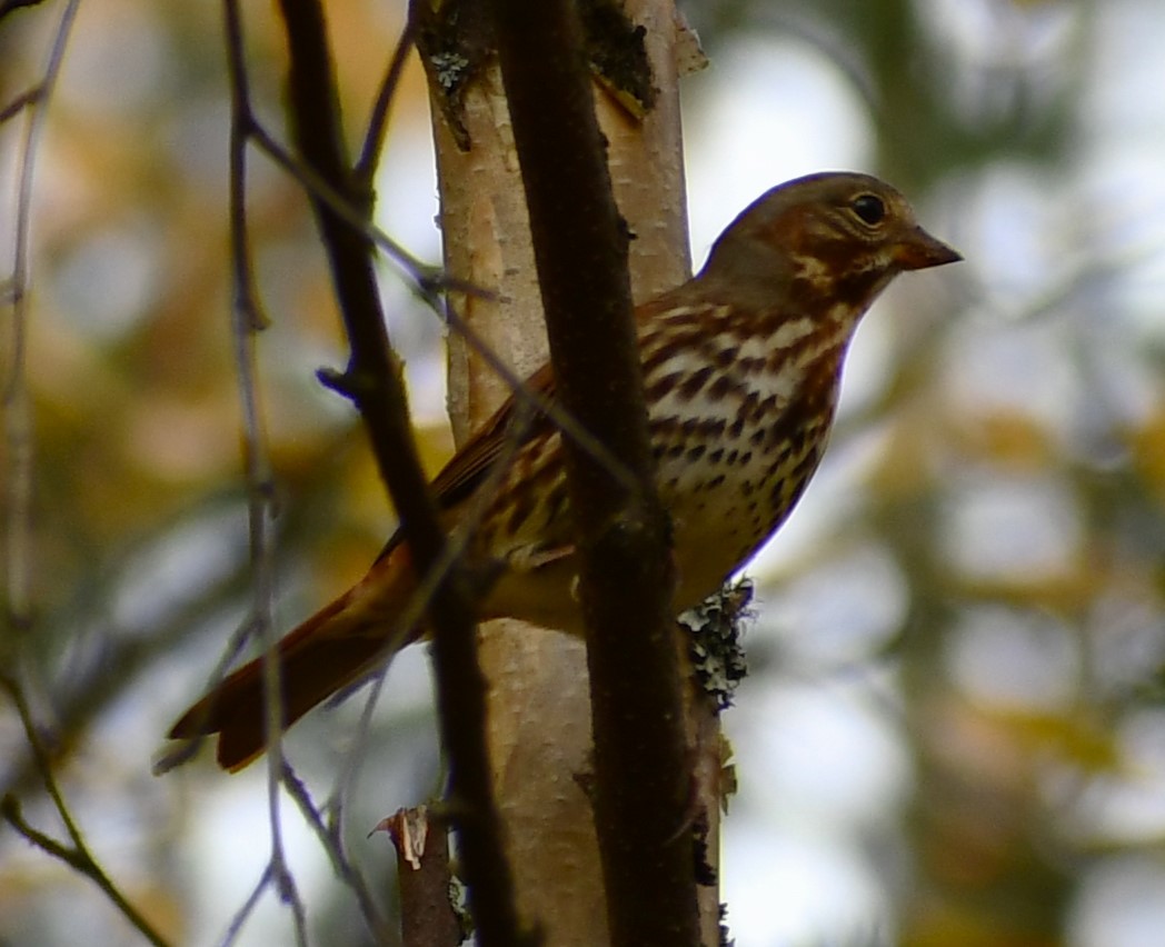 Fox Sparrow (Red) - ML641810369