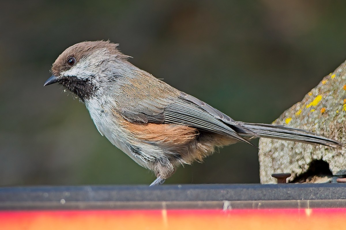 Boreal Chickadee - ML641810406