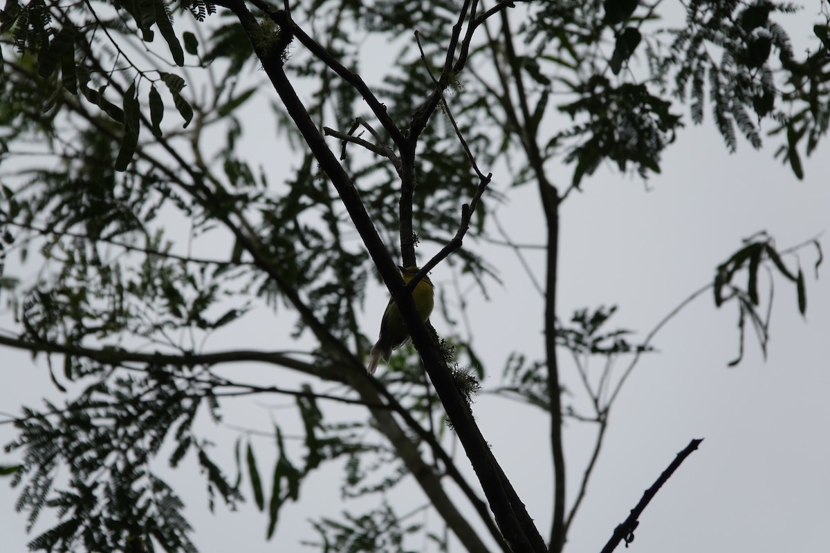 Ochre-lored Flatbill - ML641810471