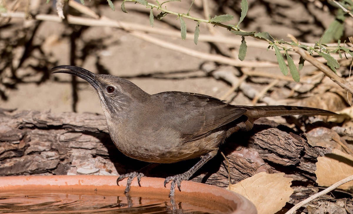 California Thrasher - ML641810489