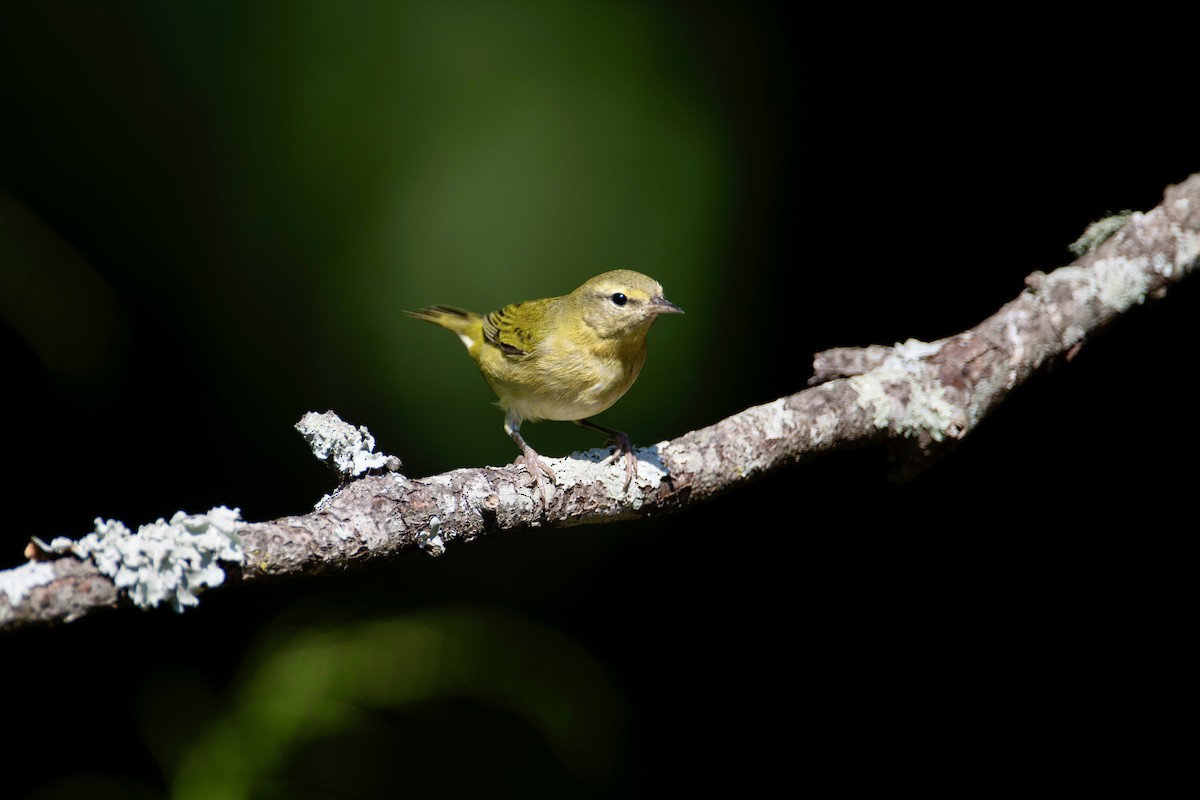 Tennessee Warbler - ML641810492