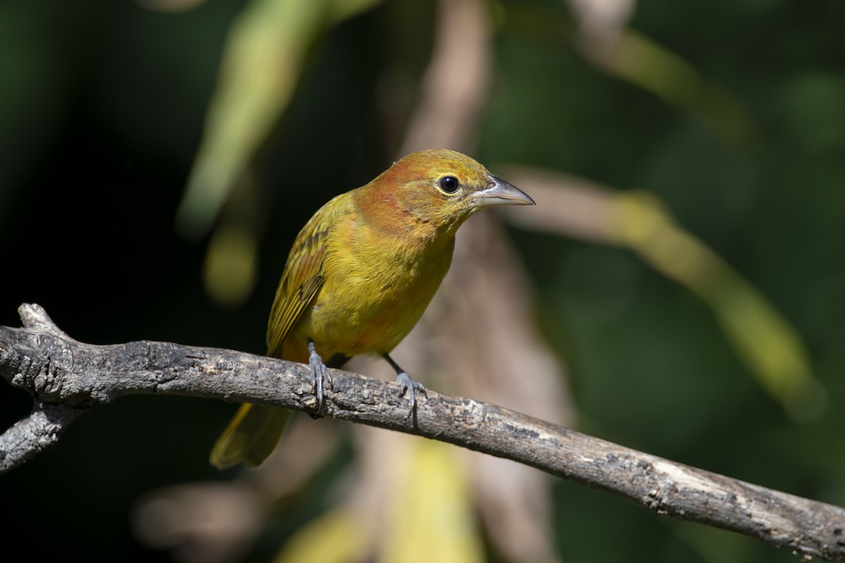 Summer Tanager - ML641810503