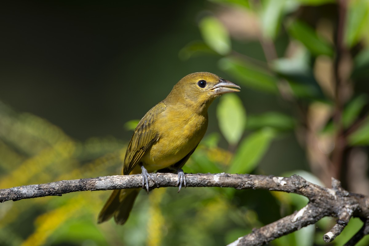 Summer Tanager - ML641810504