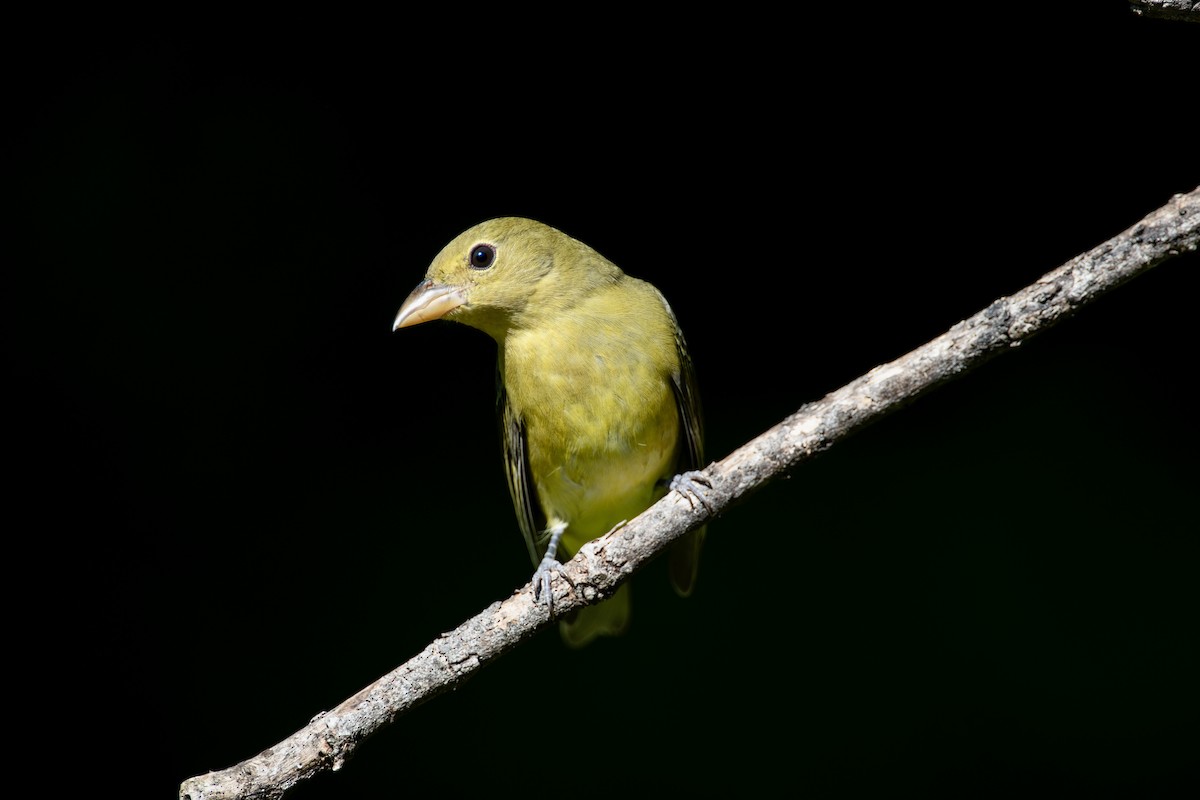 Scarlet Tanager - ML641810509