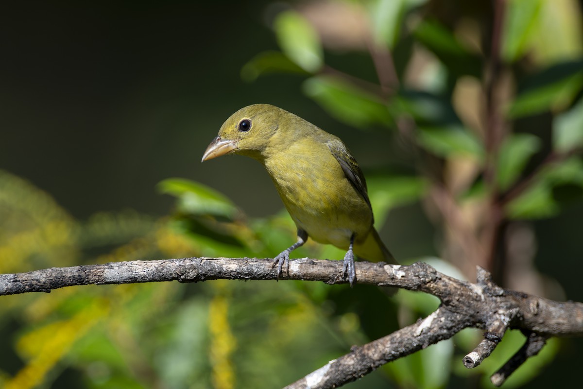 Scarlet Tanager - ML641810510