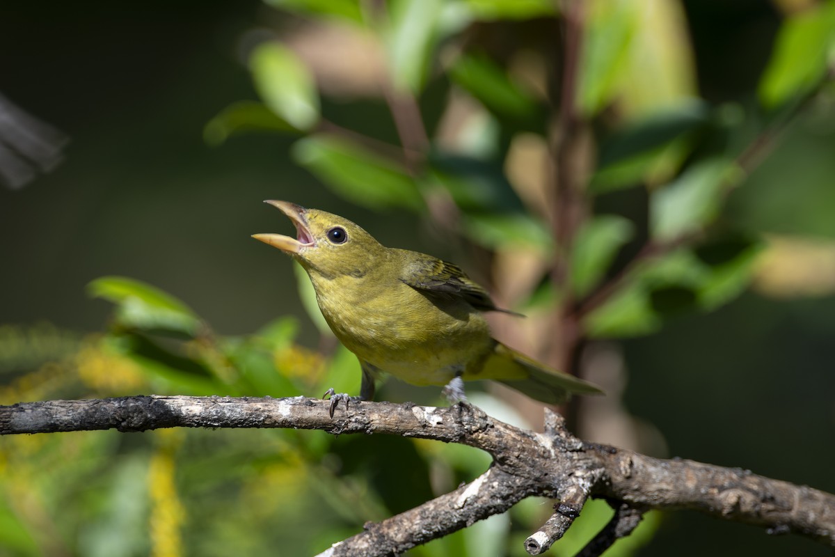 Scarlet Tanager - ML641810511