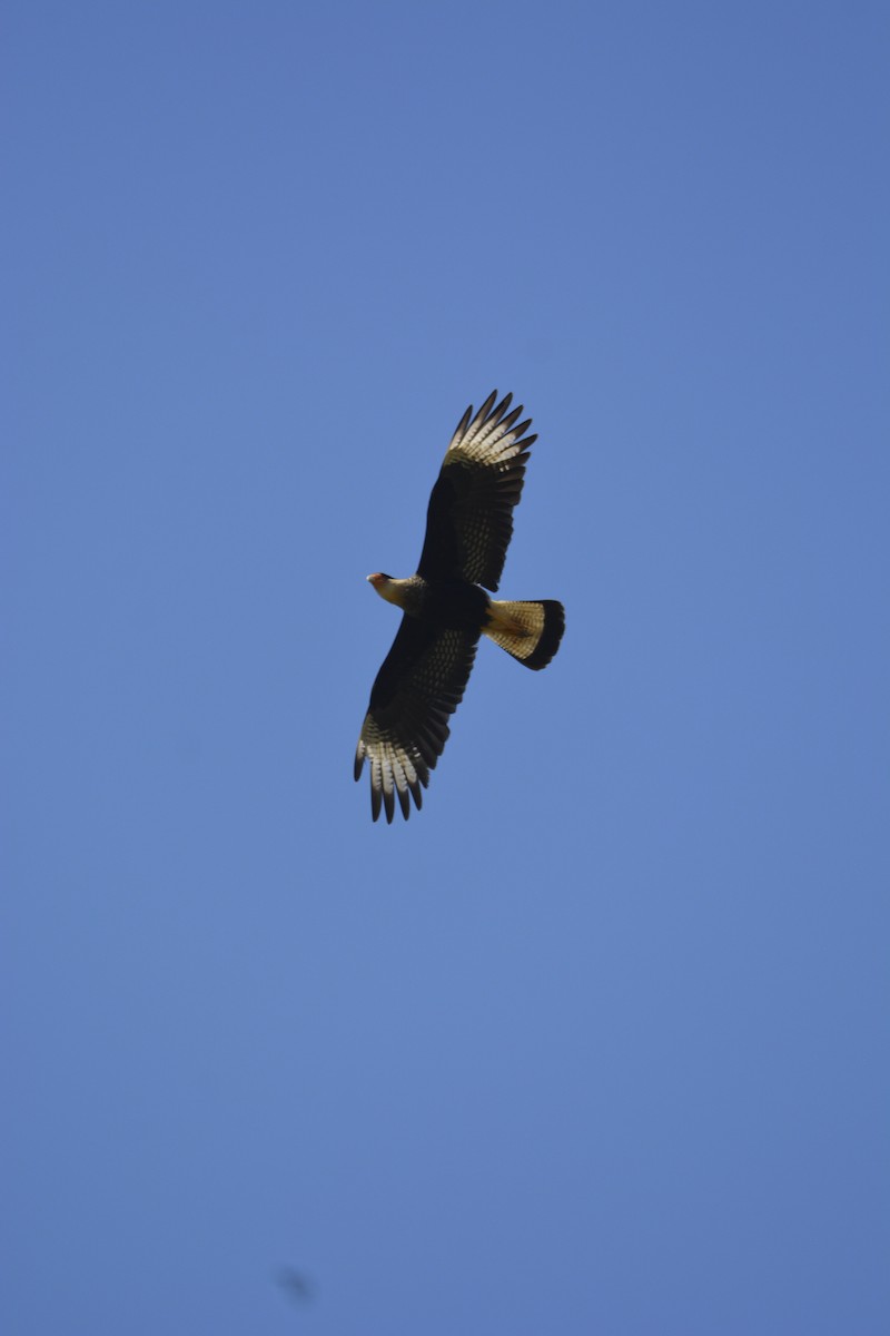 Crested Caracara - ML641810517