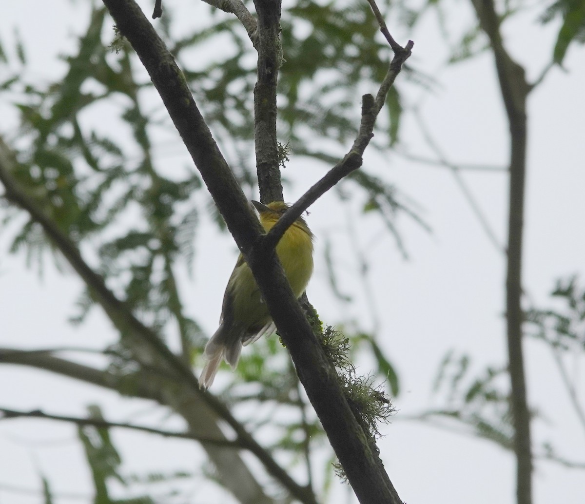 Ochre-lored Flatbill - ML641810519