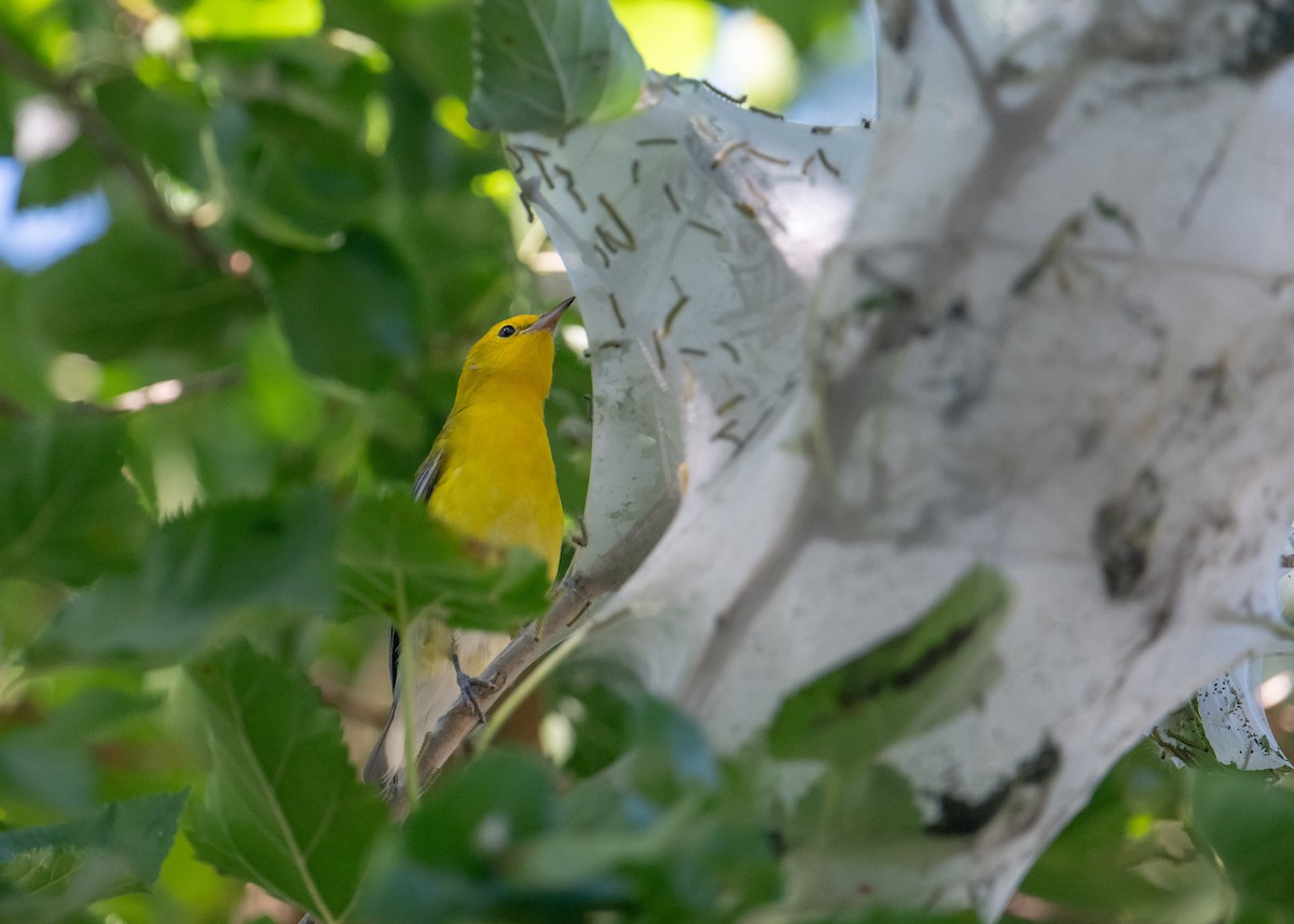 Prothonotary Warbler - ML641810548