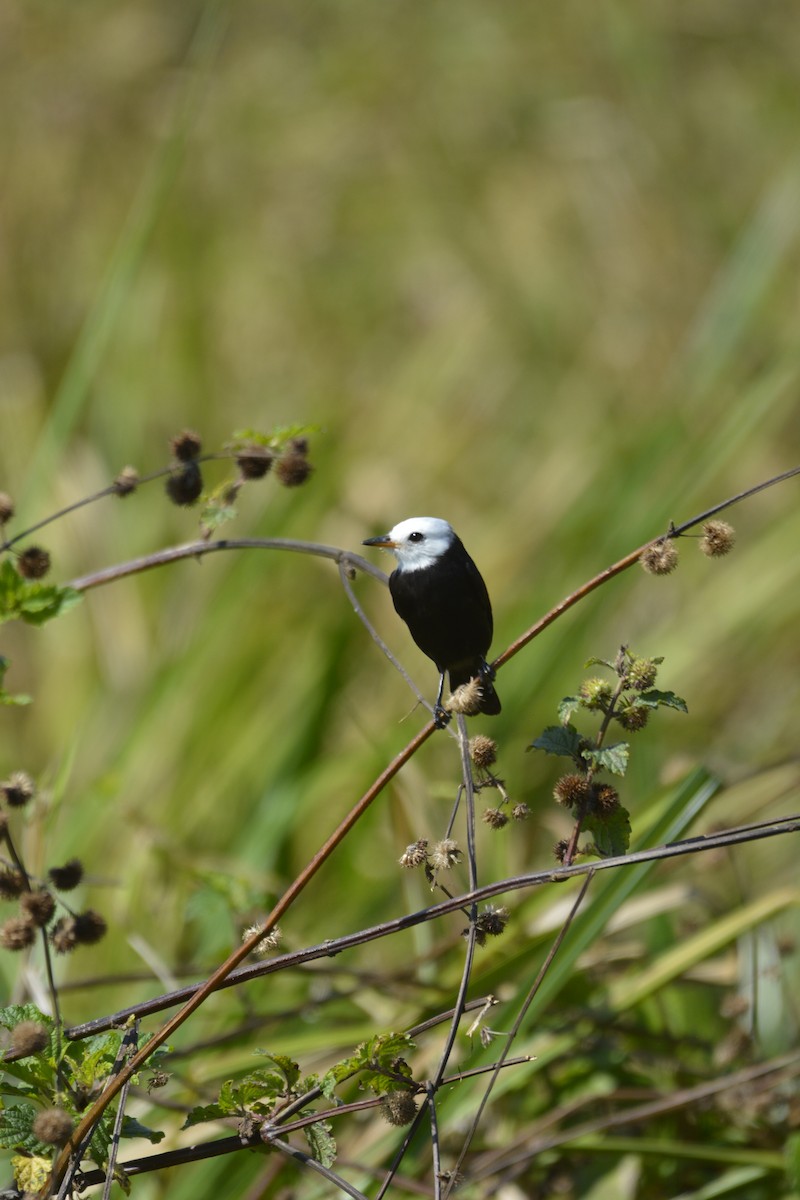White-headed Marsh Tyrant - ML641810549
