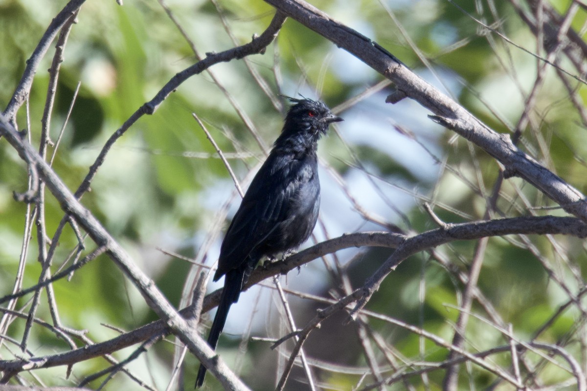 Phainopepla - ML641810557