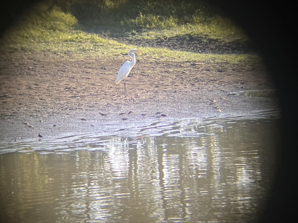 Buff-breasted Sandpiper - ML641810572