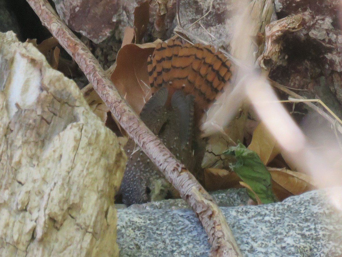 Canyon Wren - ML641810575