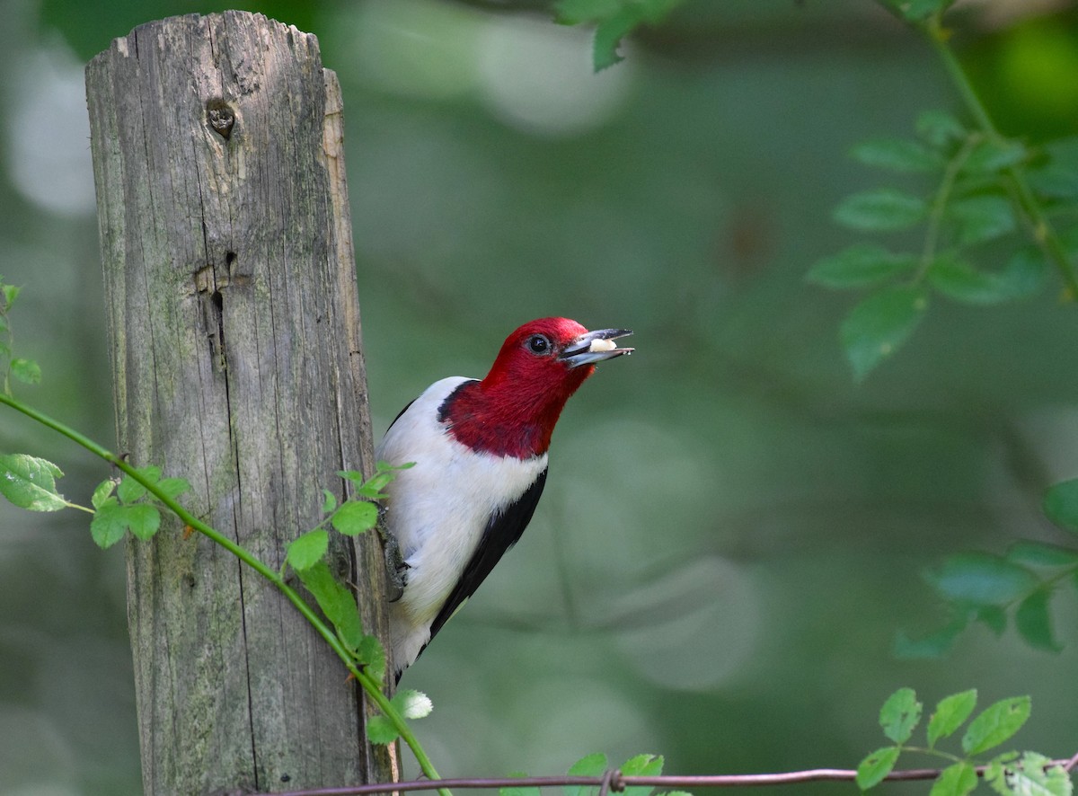 Red-headed Woodpecker - ML641810576