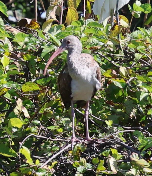 White Ibis - ML641810586