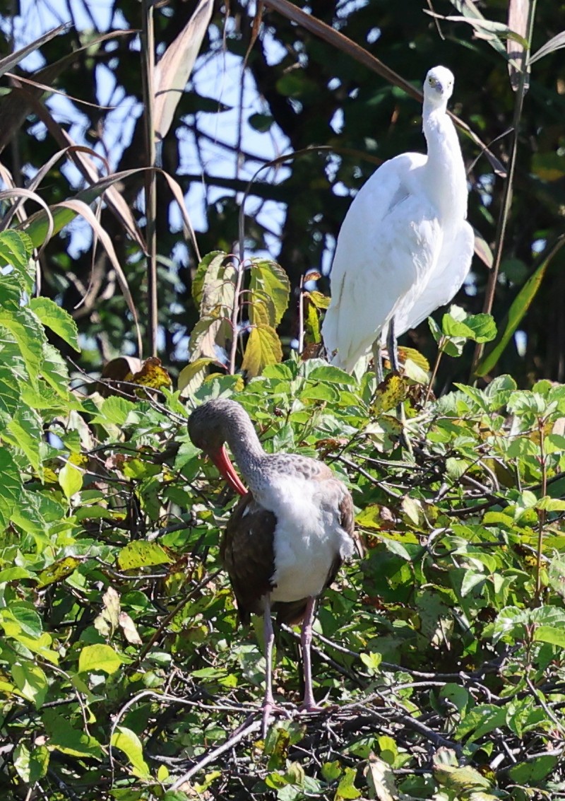 White Ibis - ML641810587