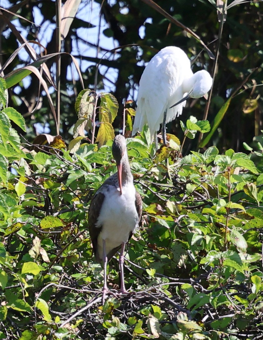 White Ibis - ML641810588