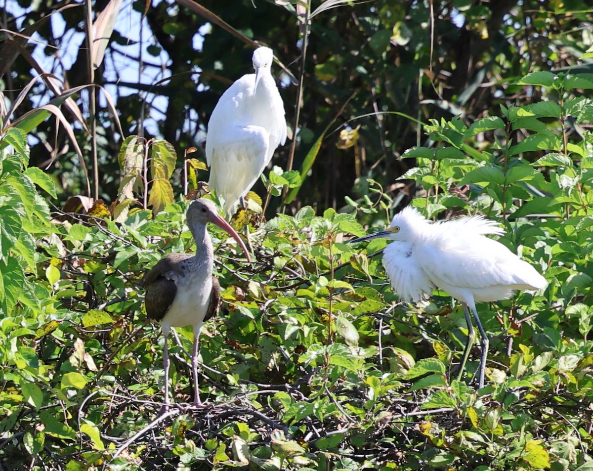 White Ibis - ML641810589