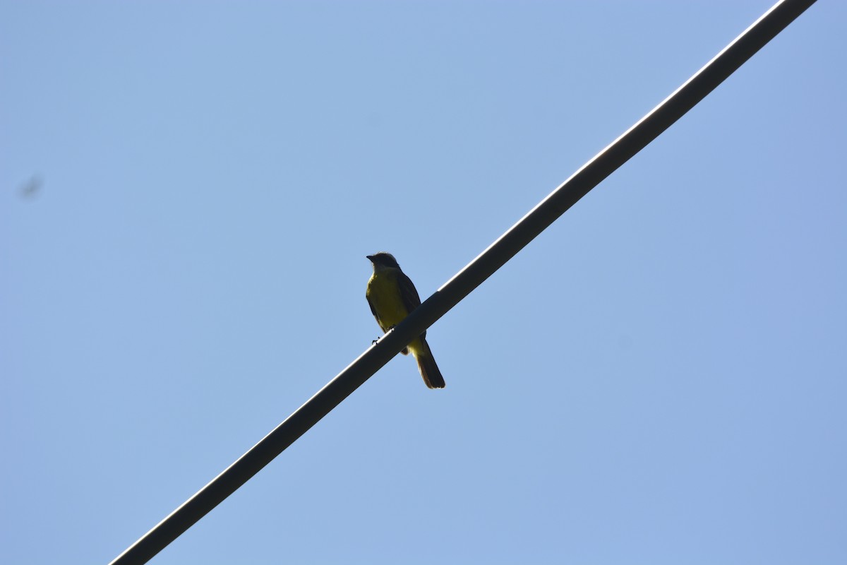 Social Flycatcher - ML641810593