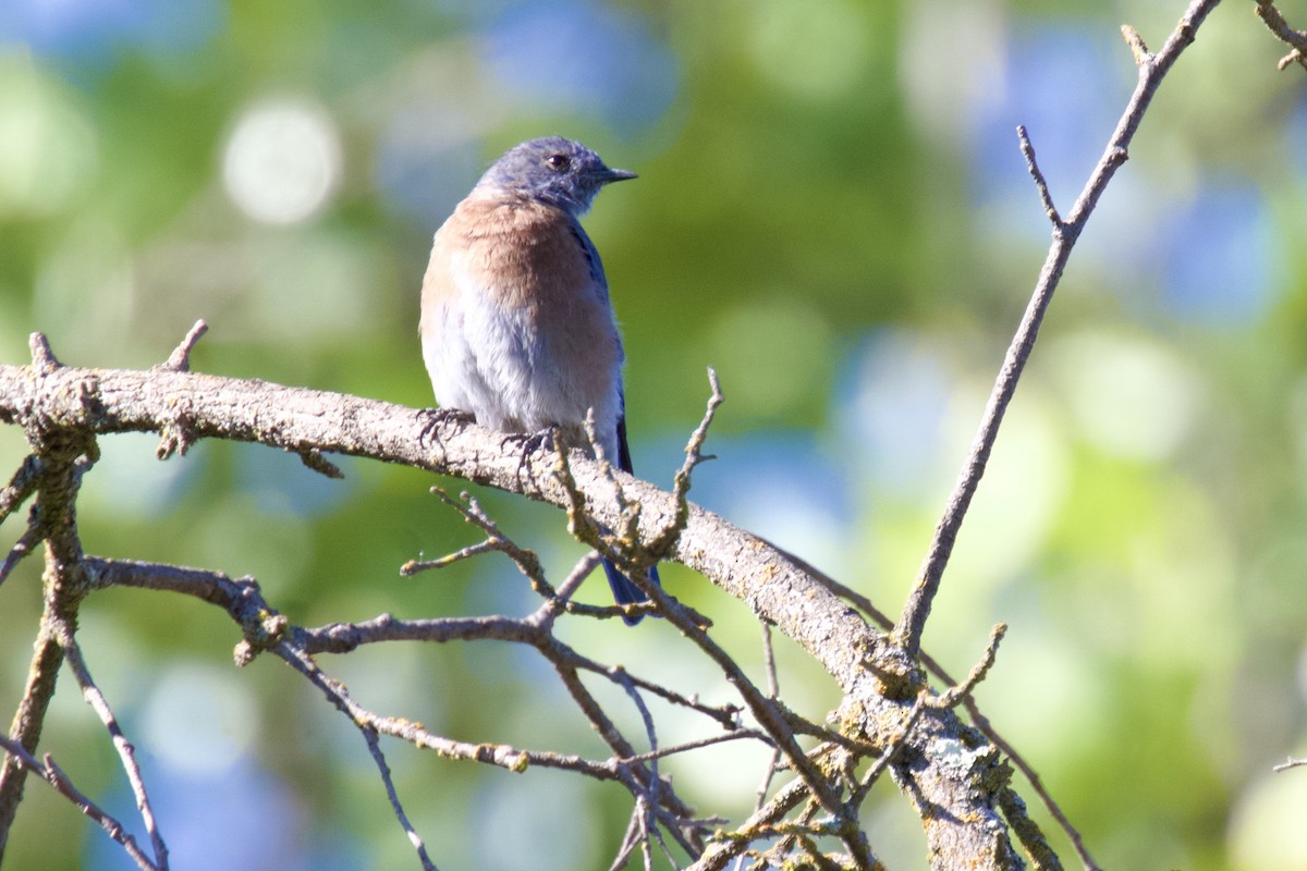 Western Bluebird - ML641810619