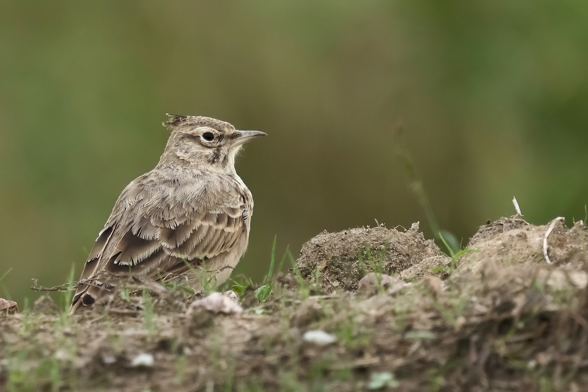 Crested Lark (Crested) - ML641810636
