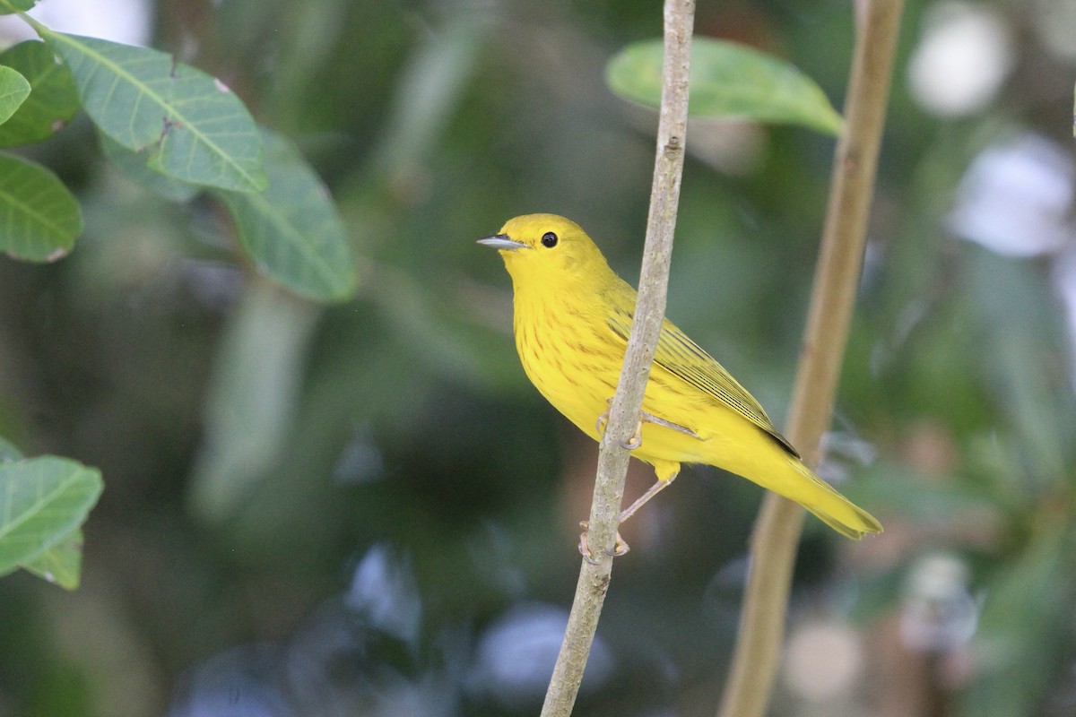 Yellow Warbler (Northern) - ML641810637