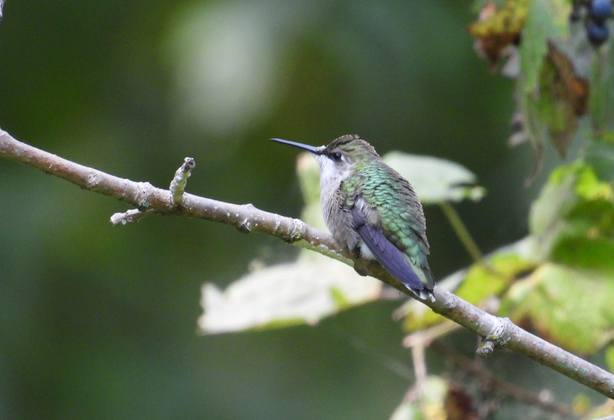 Ruby-throated Hummingbird - ML641810640