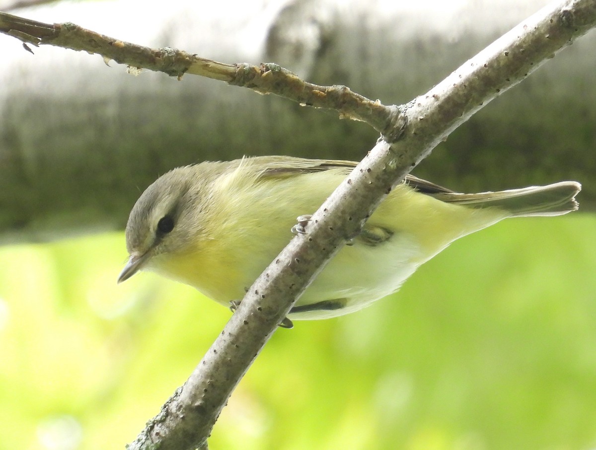 Philadelphia Vireo - ML641810646