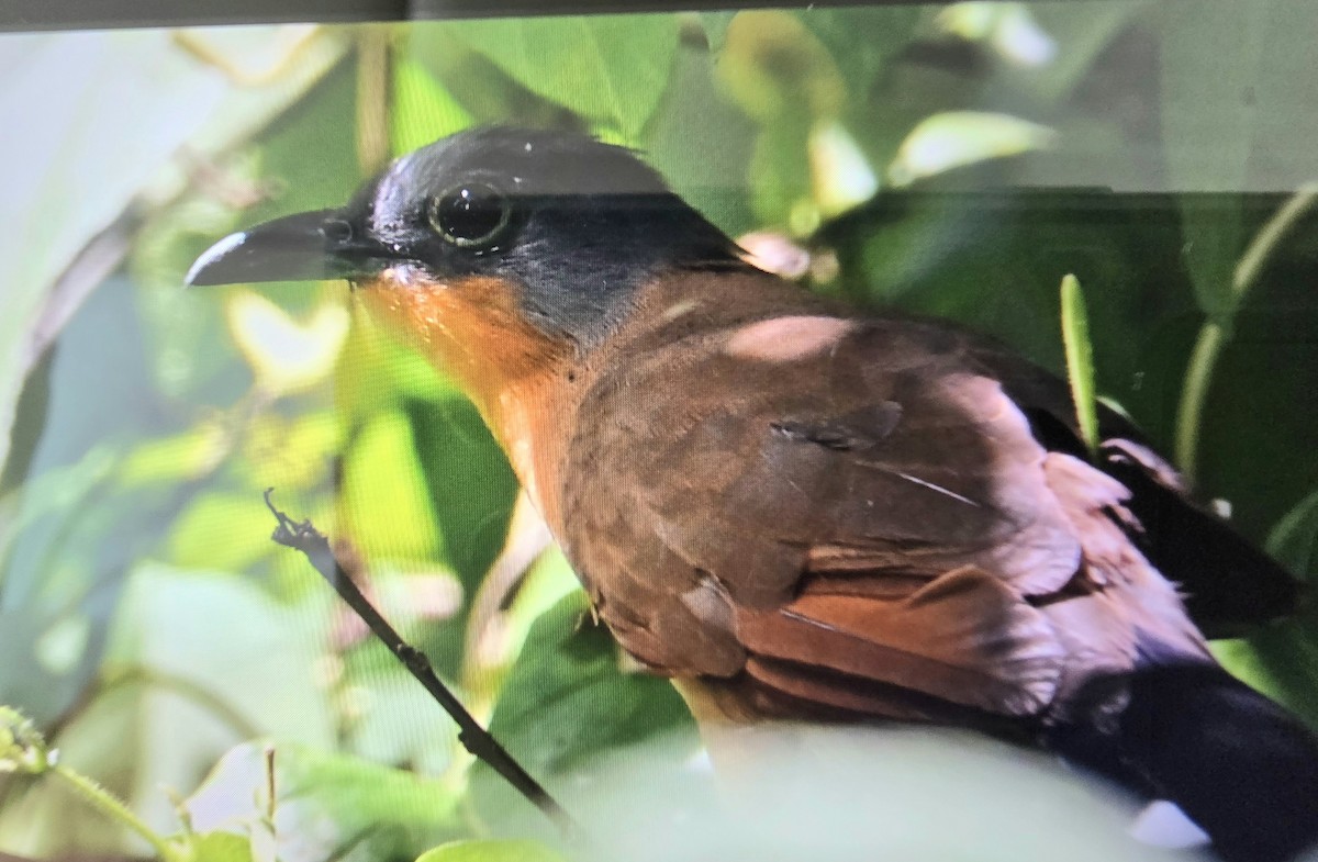 Gray-capped Cuckoo - ML641810666