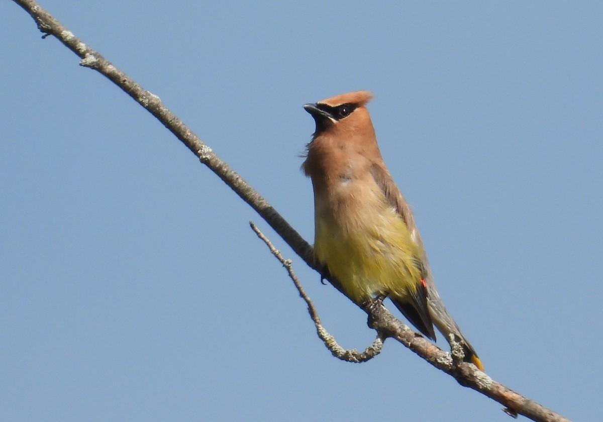 Cedar Waxwing - ML641810673