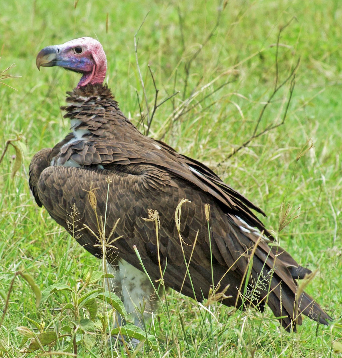 Lappet-faced Vulture - ML641810680