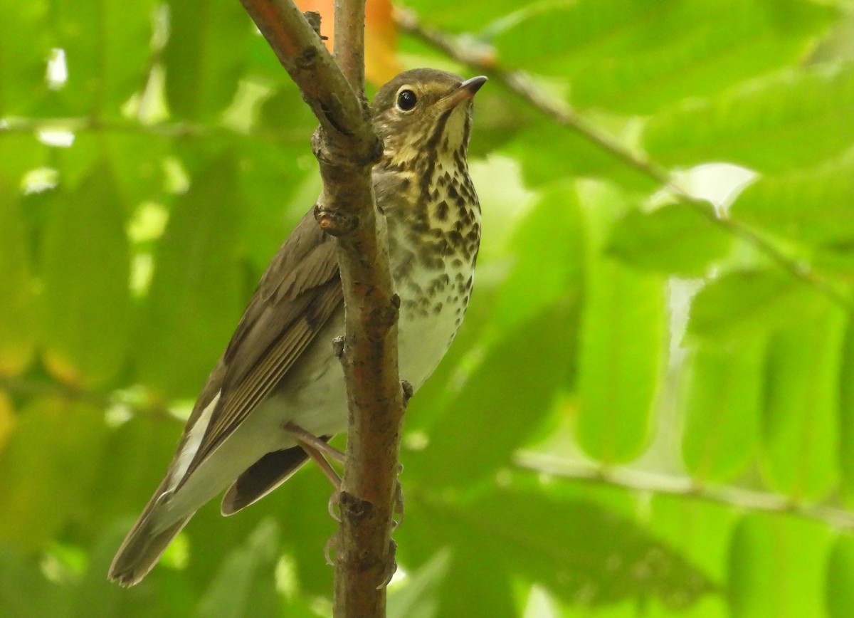 Swainson's Thrush - ML641810693
