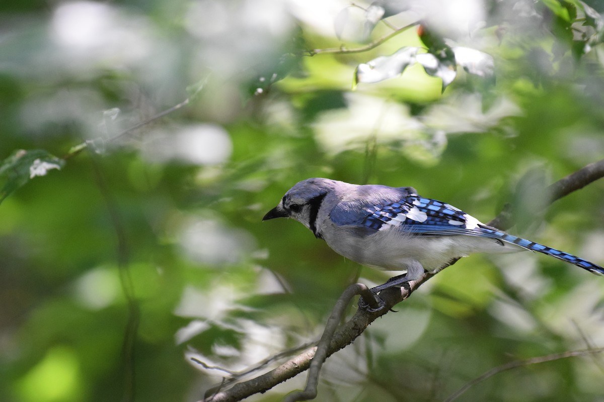 Blue Jay - ML641810711