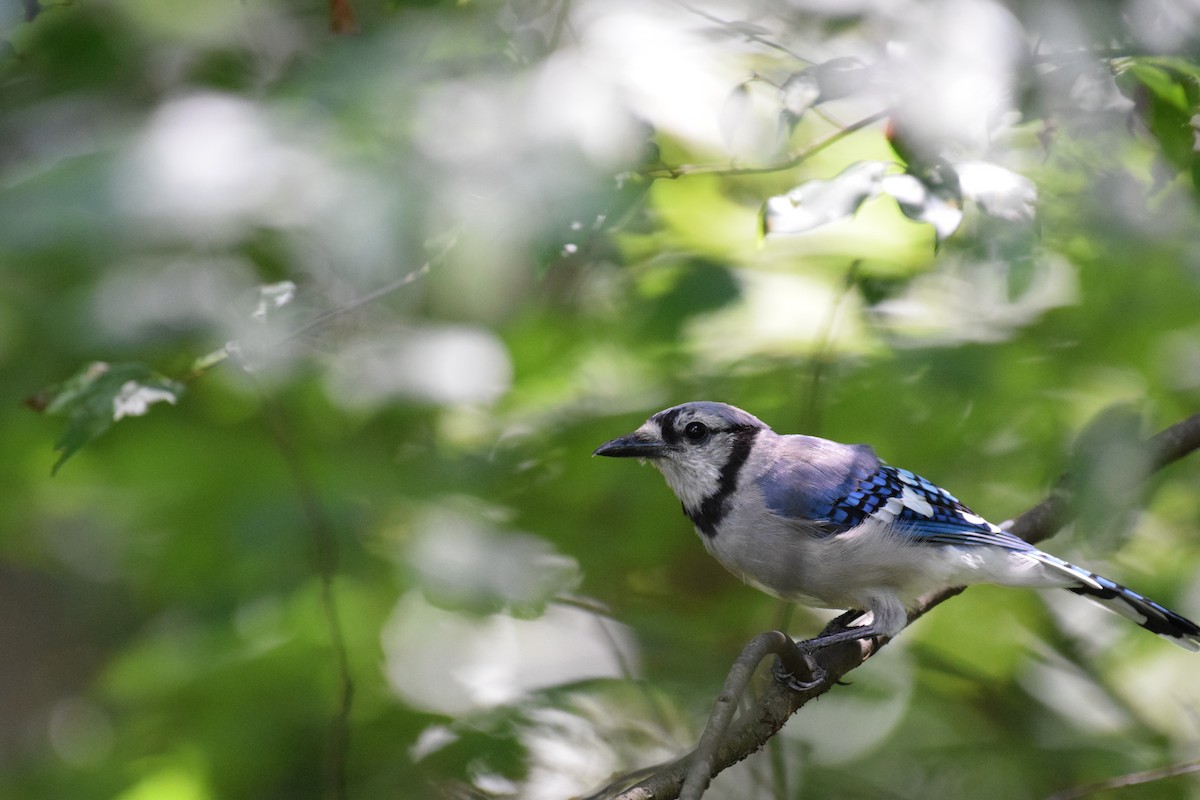 Blue Jay - ML641810722