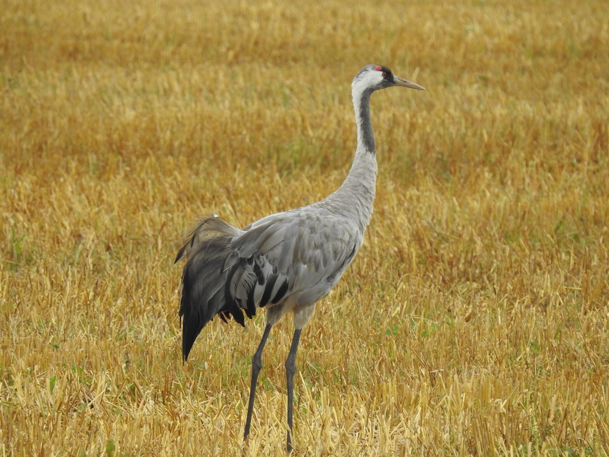 Grulla Común - ML641810727