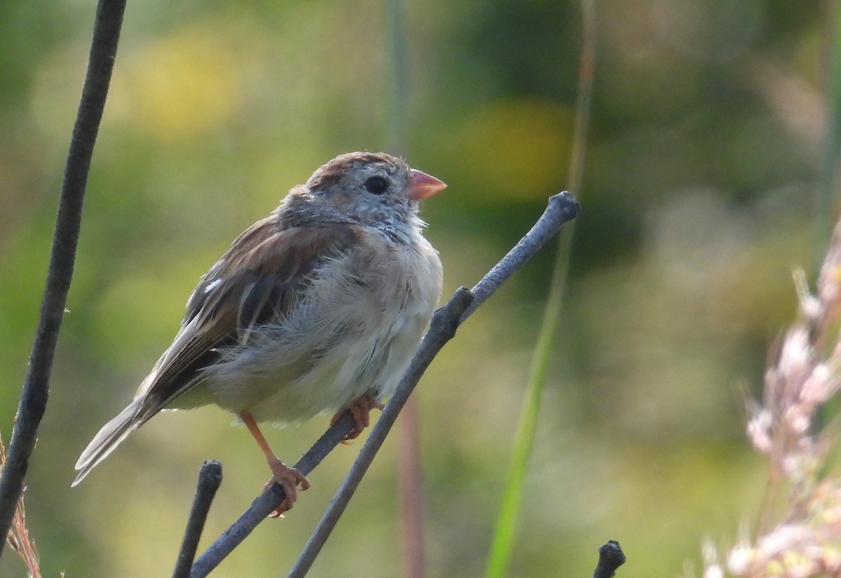 Field Sparrow - ML641810743