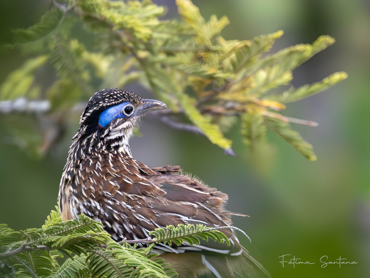 Lesser Roadrunner - ML641810745