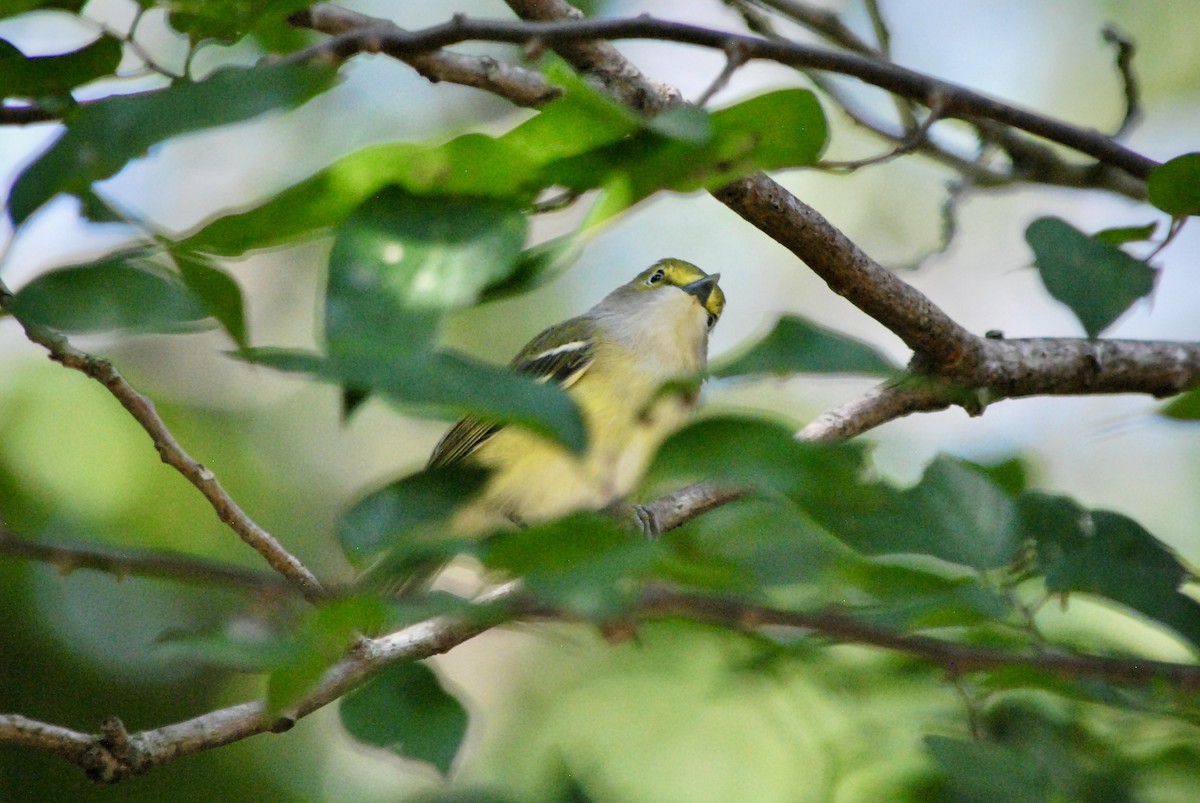 Viréo aux yeux blancs - ML641810755