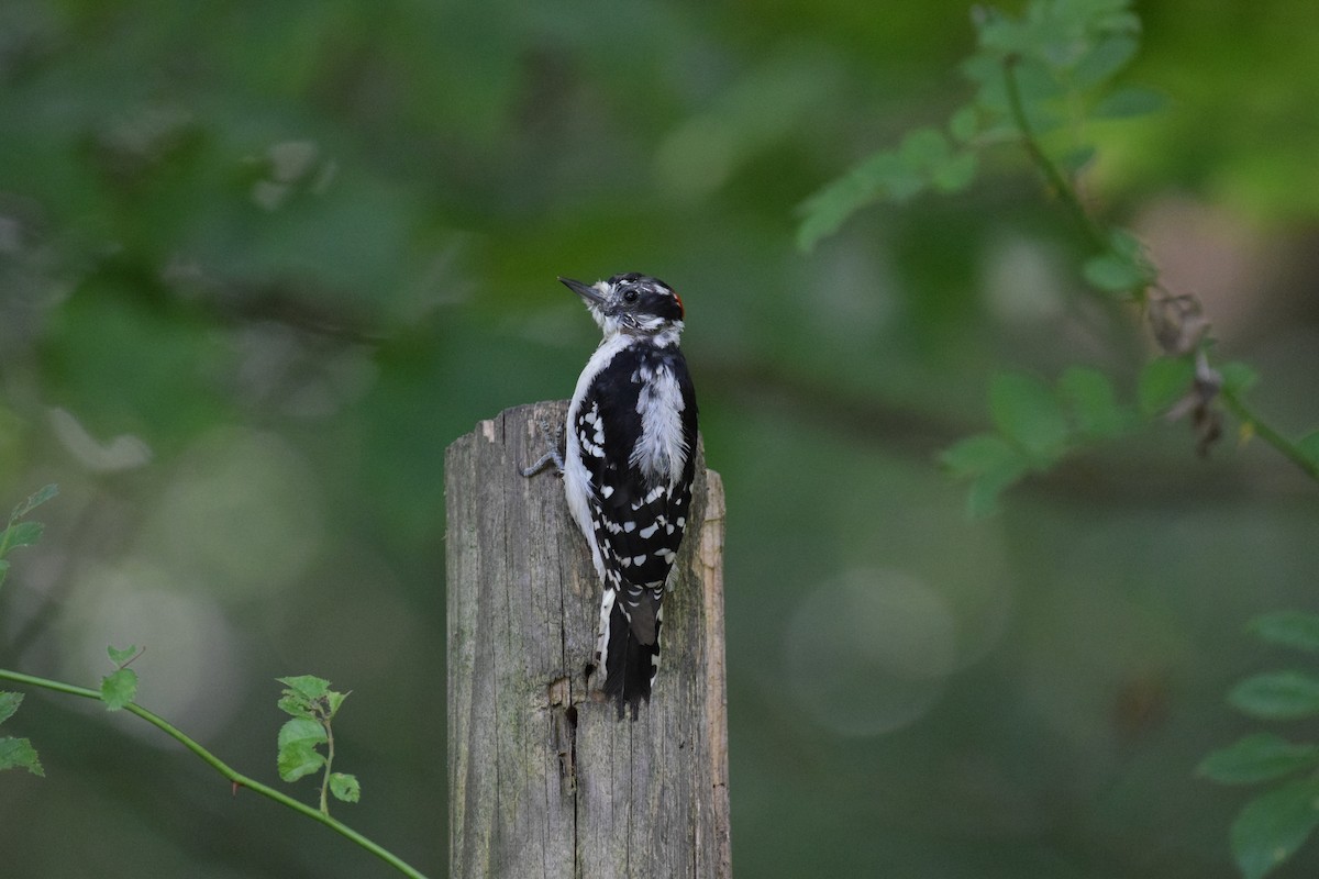 Downy Woodpecker - ML641810764