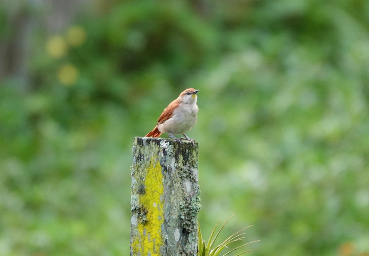 Yellow-chinned Spinetail - ML641810800