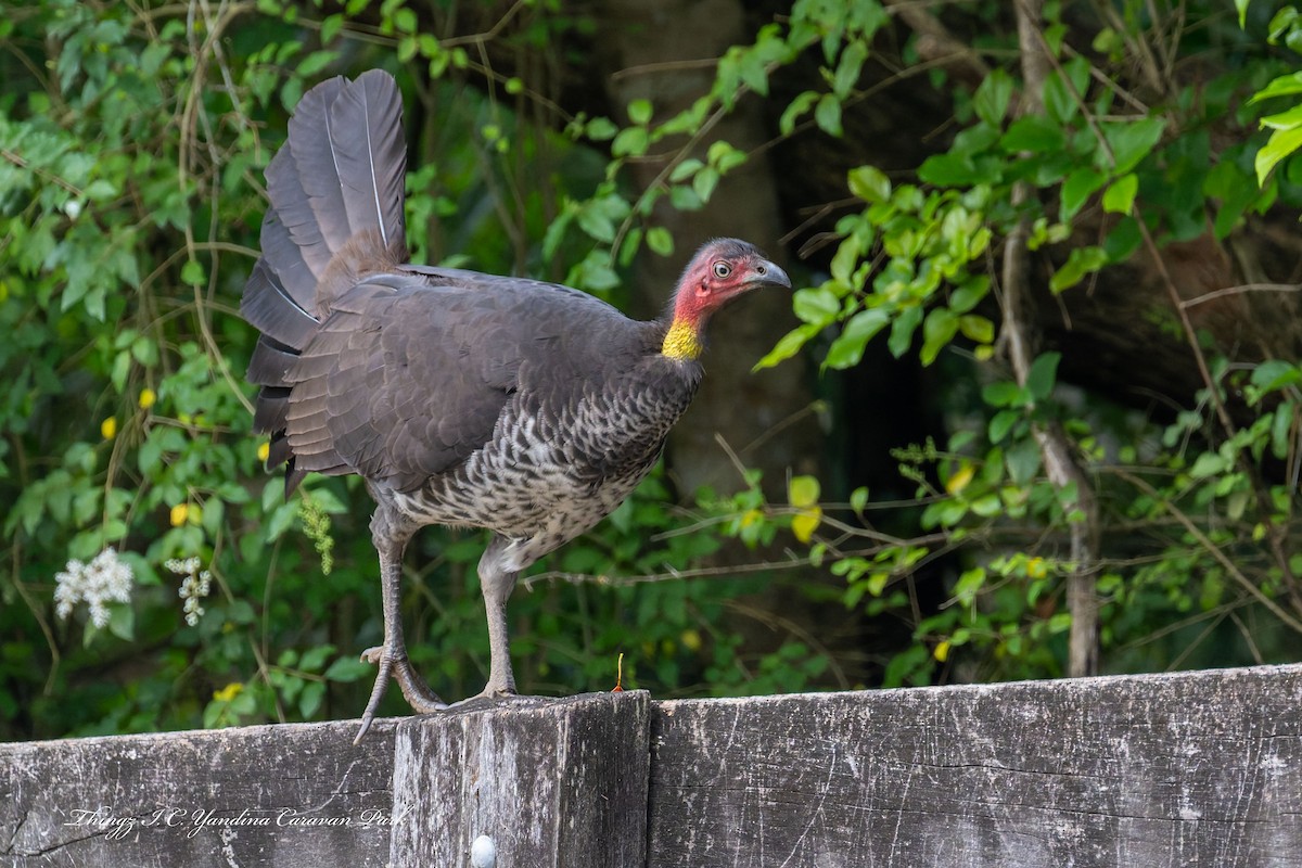 Australian Brushturkey - ML641810812