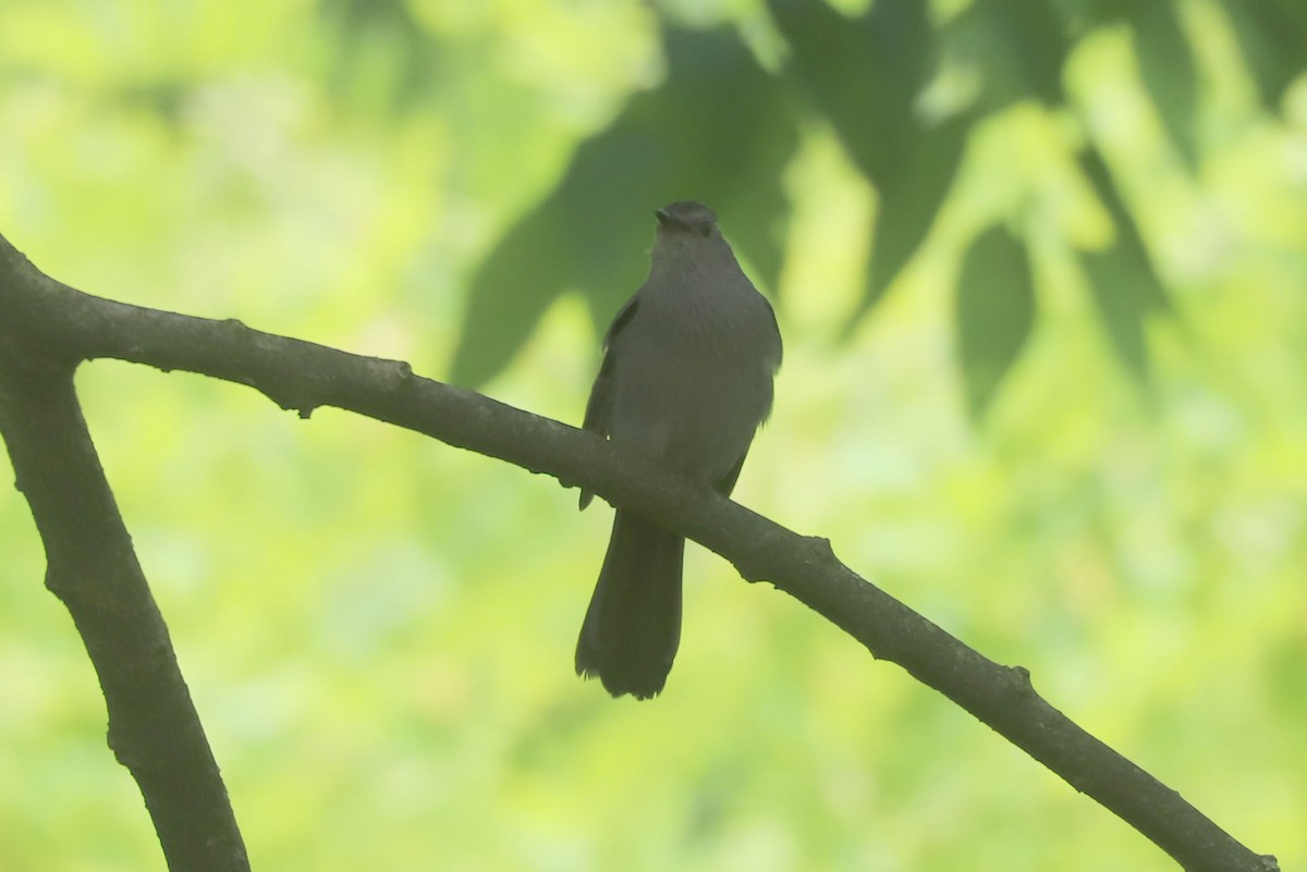 kattespottefugl - ML641810841