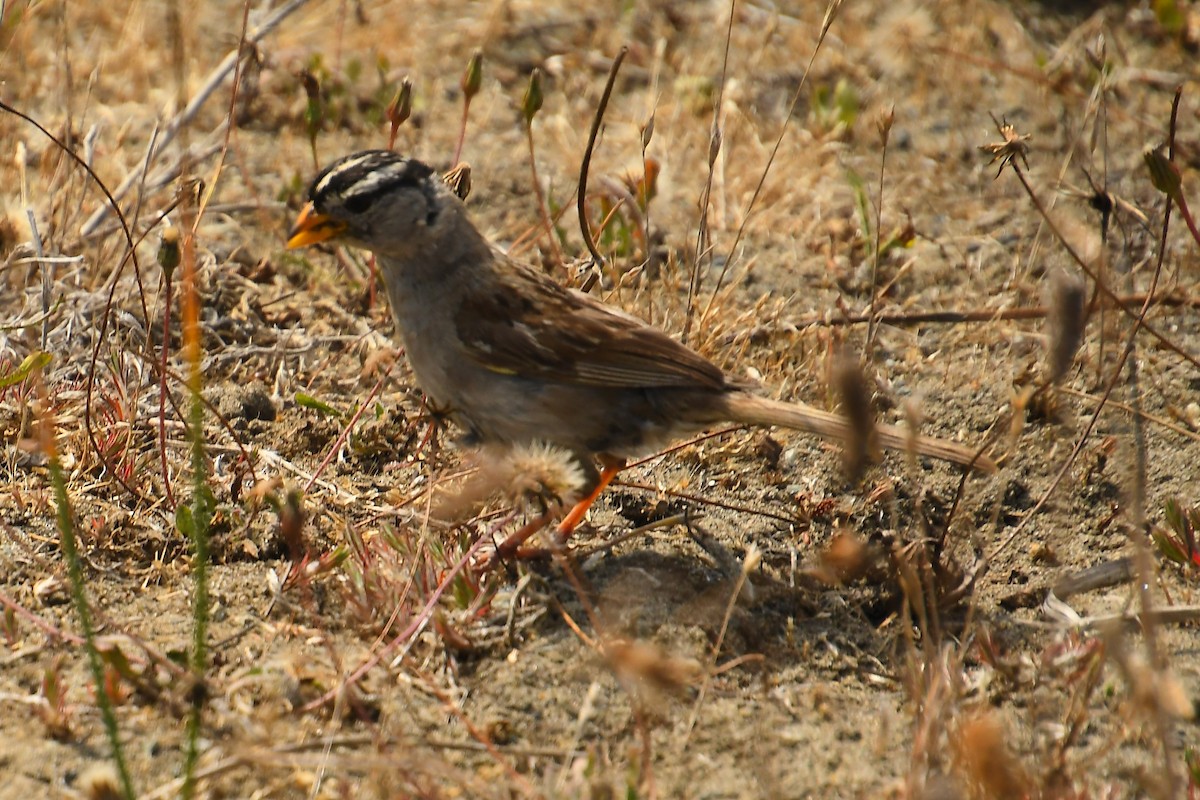 White-crowned Sparrow - ML641810845